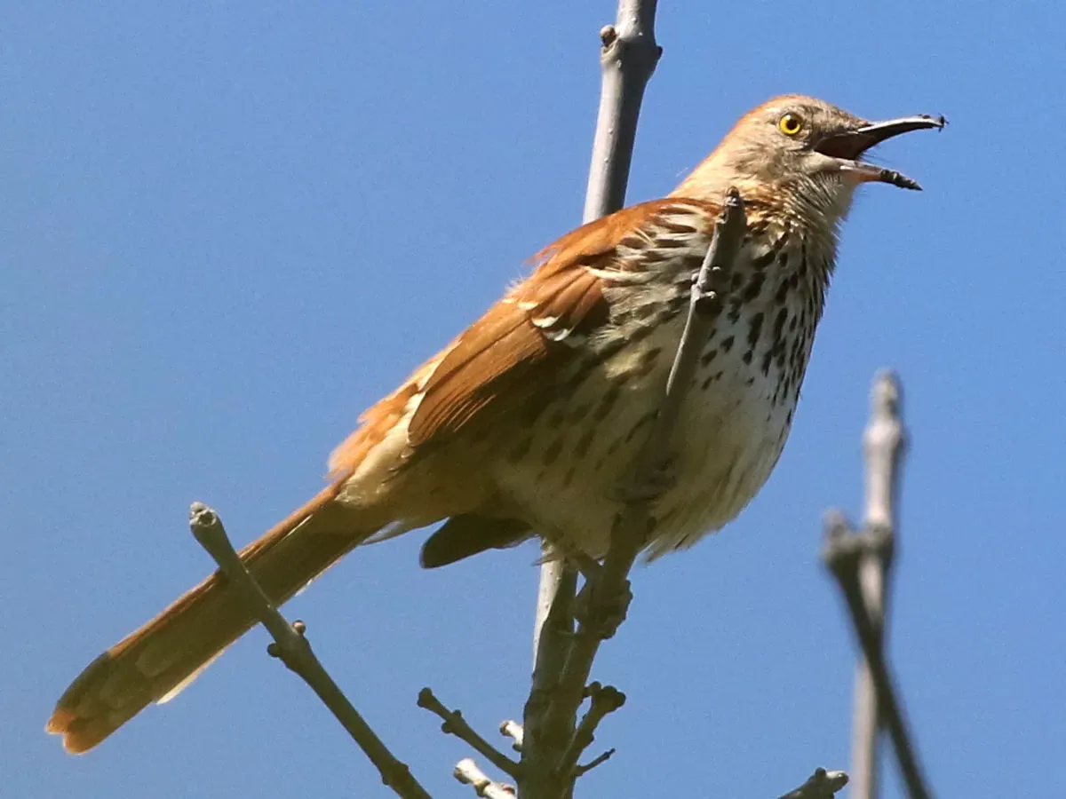 6. Brown Thrasher: The Repertoire Record Holder (Image Credits: Wikimedia)