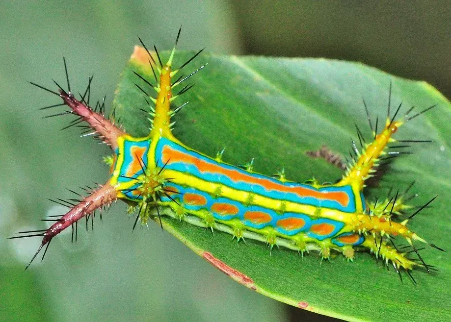 Wattle Cup Caterpillar (Image Credits: Wattle cup caterpillar: Reddit)