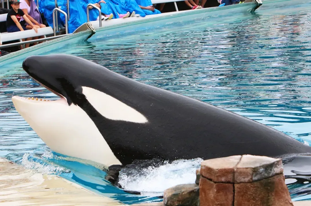 Orcas: Family Ties Beneath the Waves (Image Credits: Unsplash)