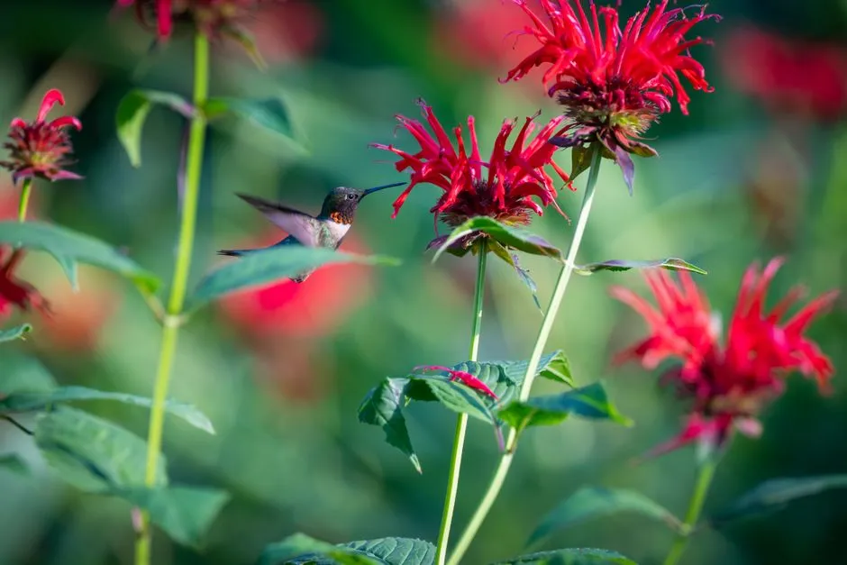 #25 - Ornamental Grasses and Hostas: Great Texture, Zero Nectar (Image Credits: Pexels)