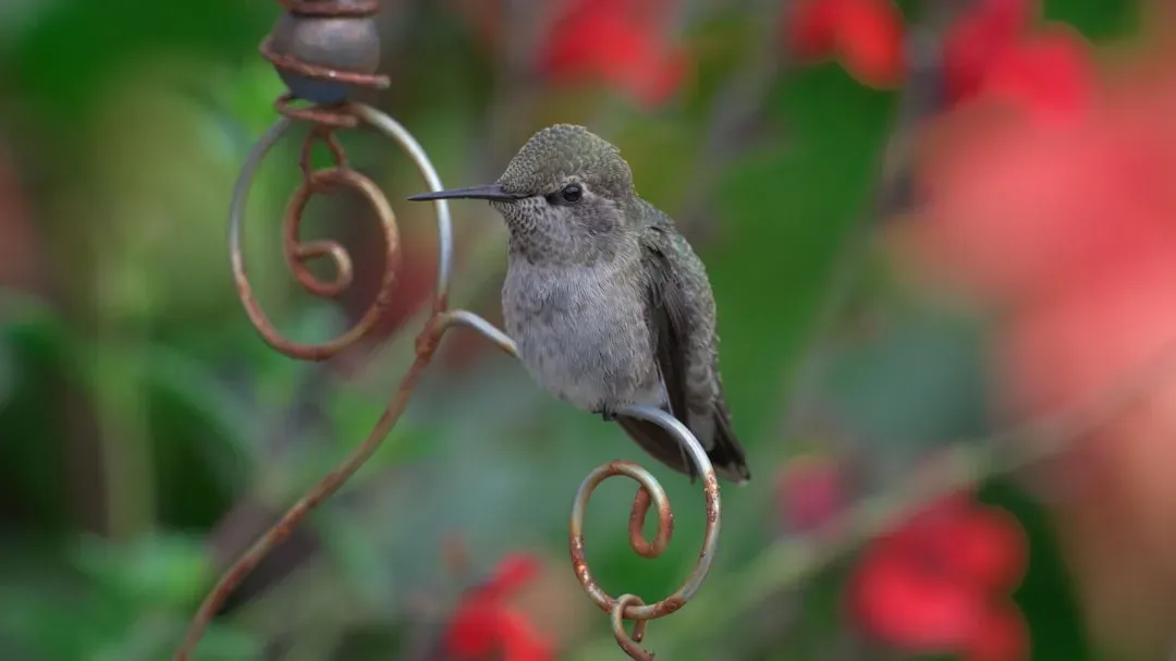 #8 - The Availability of Safe Perches (Image Credits: Unsplash)