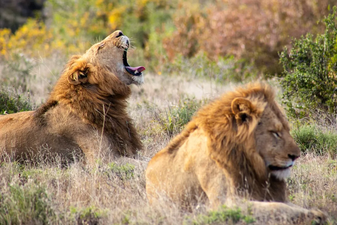 3. Male Lions Often Form Coalitions (Image Credits: Unsplash)