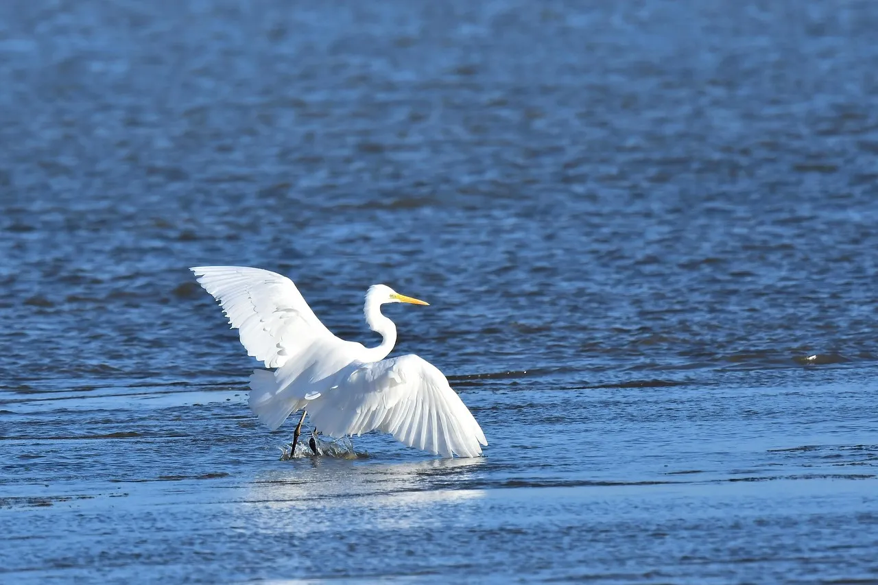 #9 - Horicon Marsh, Wisconsin (Image Credits: Pixabay)