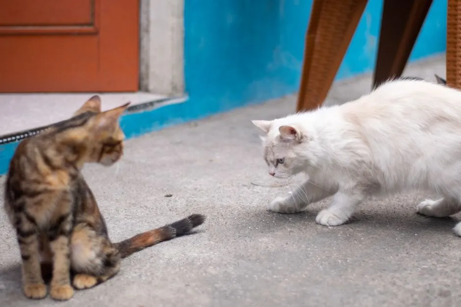 #6 - Two Cats Can Be Easier Than One&hellip; or a Disaster If You Rush It (Image Credits: Pexels)