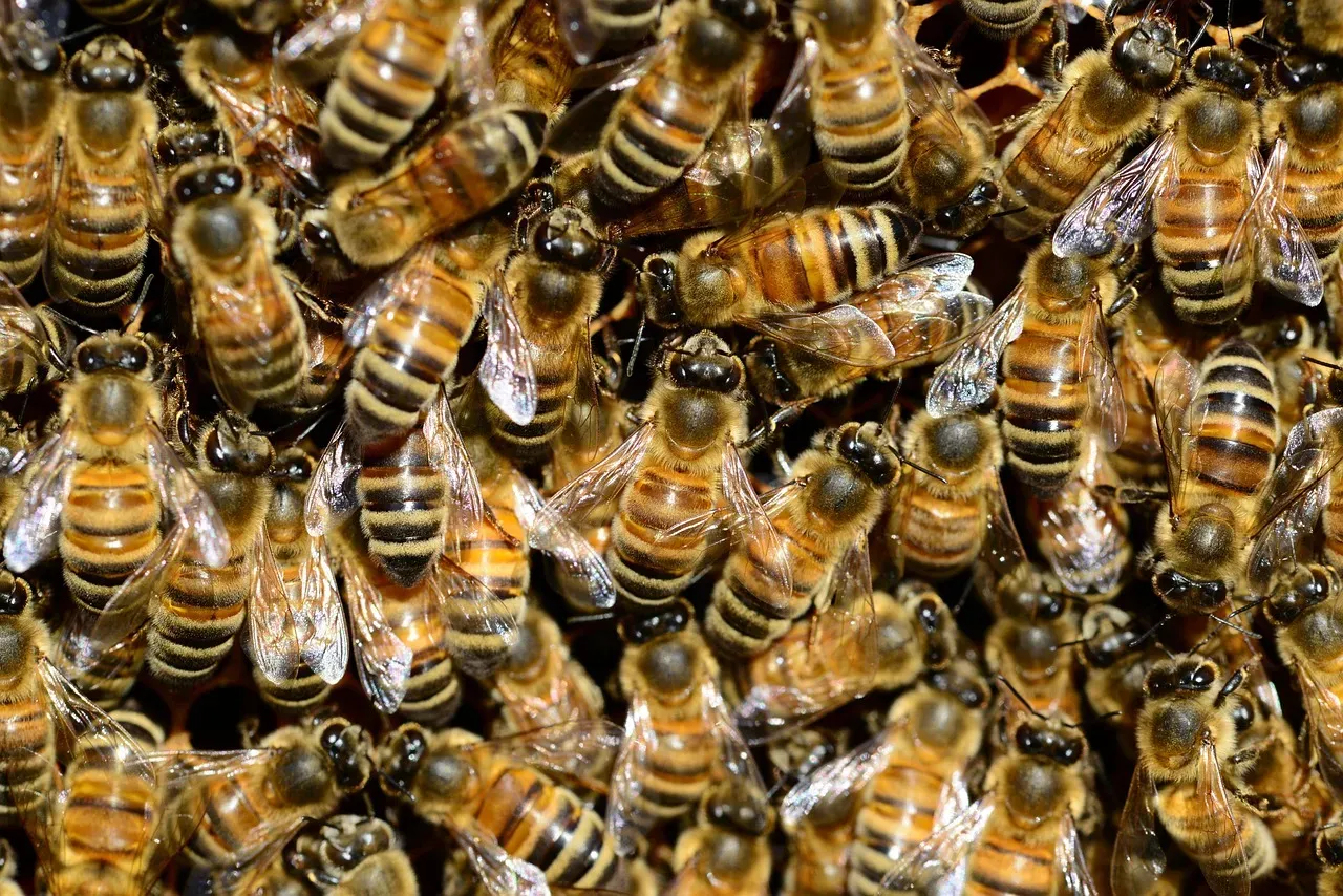 Africanized Honey Bees (Image Credits: Pixabay)