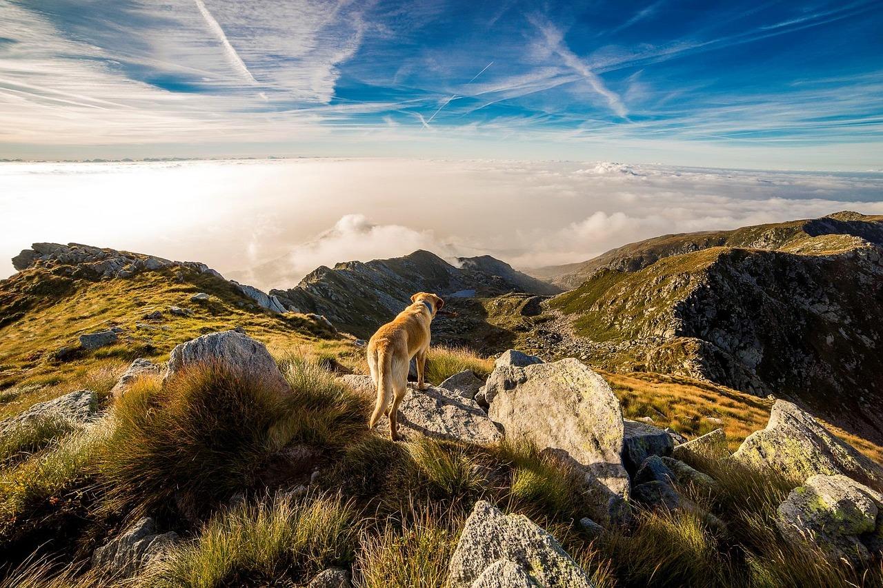 Shenandoah National Park, Virginia (Image Credits: Pixabay)