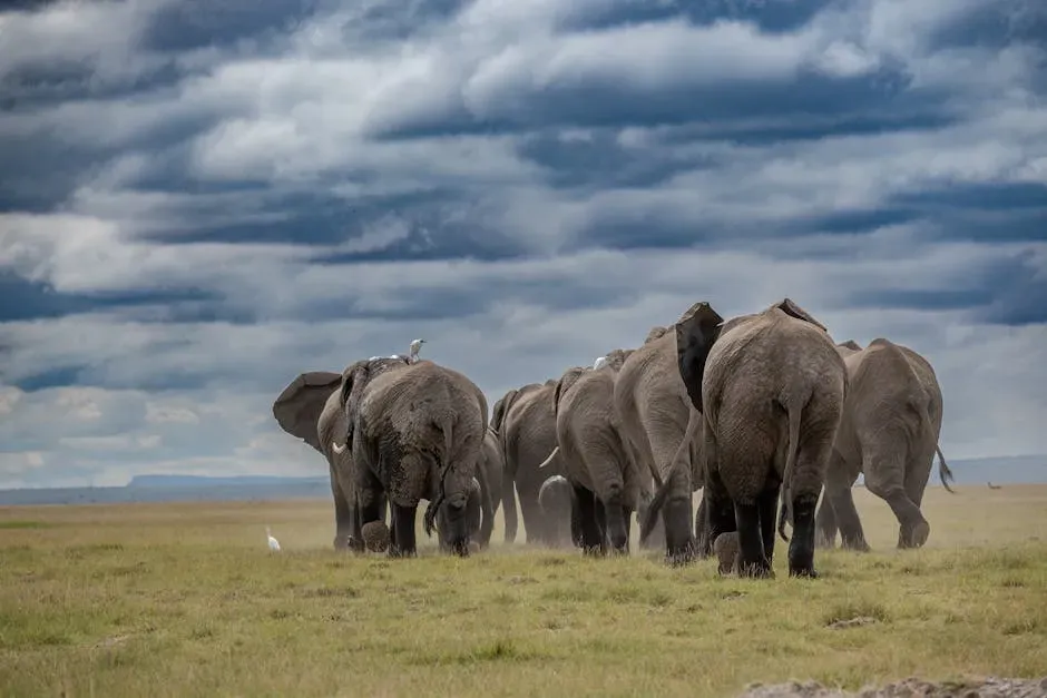 Conclusion: What Elephants Quietly Teach Us (Image Credits: Pexels)