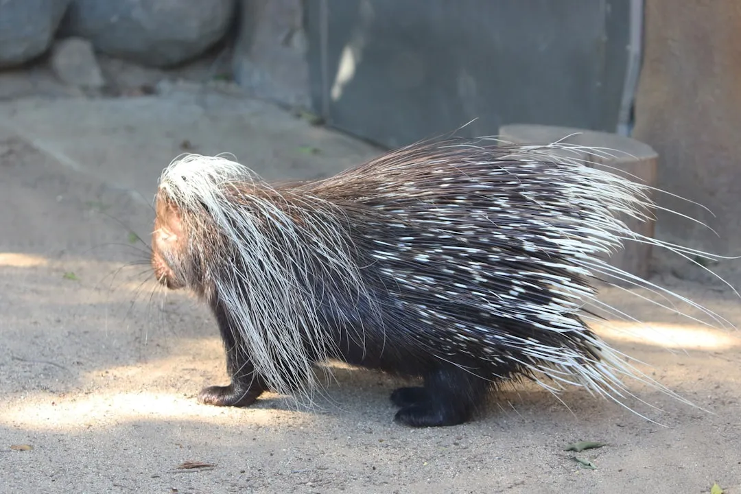 They Do Not Shoot Quills, They Weaponize Contact (Image Credits: Unsplash)