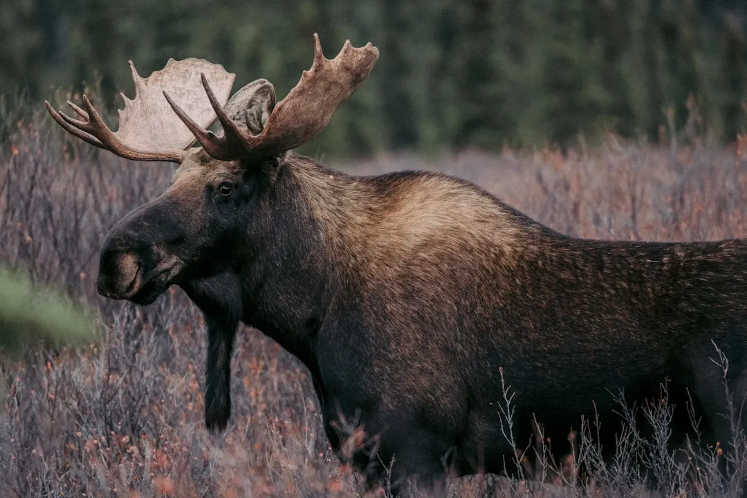 Conclusion: Respect the Moose or Learn the Hard Way (Image Credits: Unsplash)