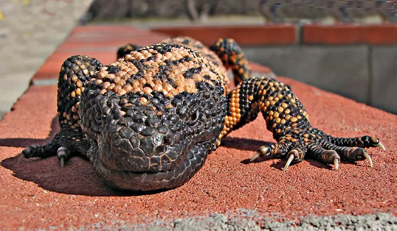 Scorpio: The Gila Monster (Image Credits: Wikimedia)