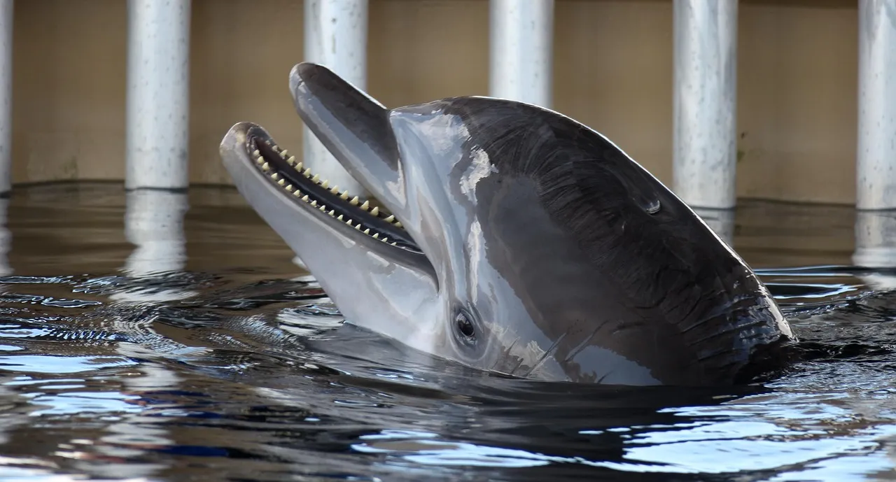 Bottlenose Dolphins: Aquatic Self-Awareness (Image Credits: Pixabay)