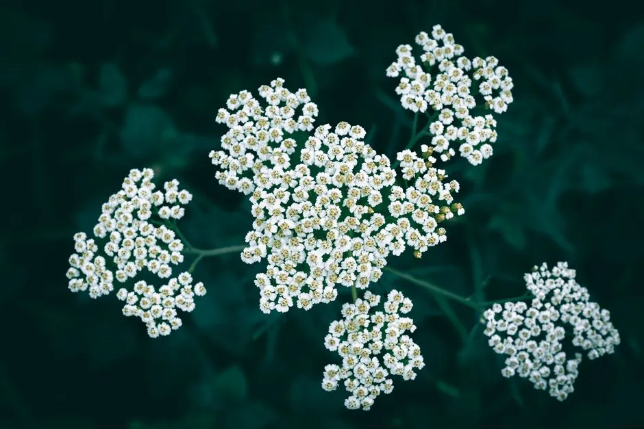 #27 - Yarrow: The Tough Groundcover That Feeds Beneficial Insects Year After Year (Image Credits: Pexels)