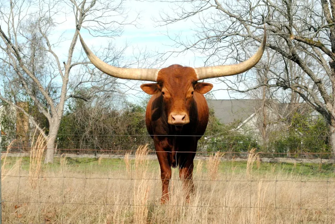 Texas: Where Everything Really Is Bigger and More Dangerous (Image Credits: Unsplash)