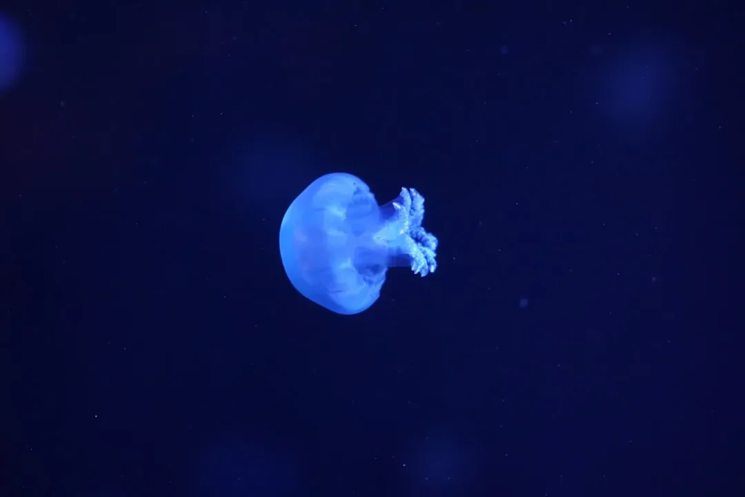 The Immortal Jellyfish and the Naked Mole Rat: Defying Death Itself (Image Credits: Unsplash)