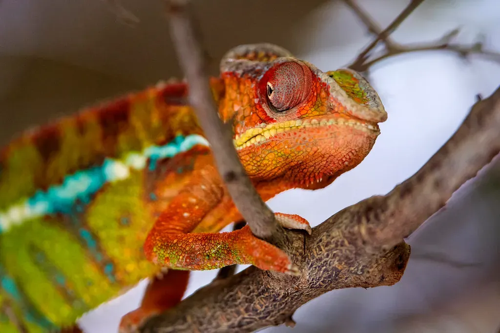 Libra: The Passive-Aggressive Chameleon (Image Credits: Flickr)
