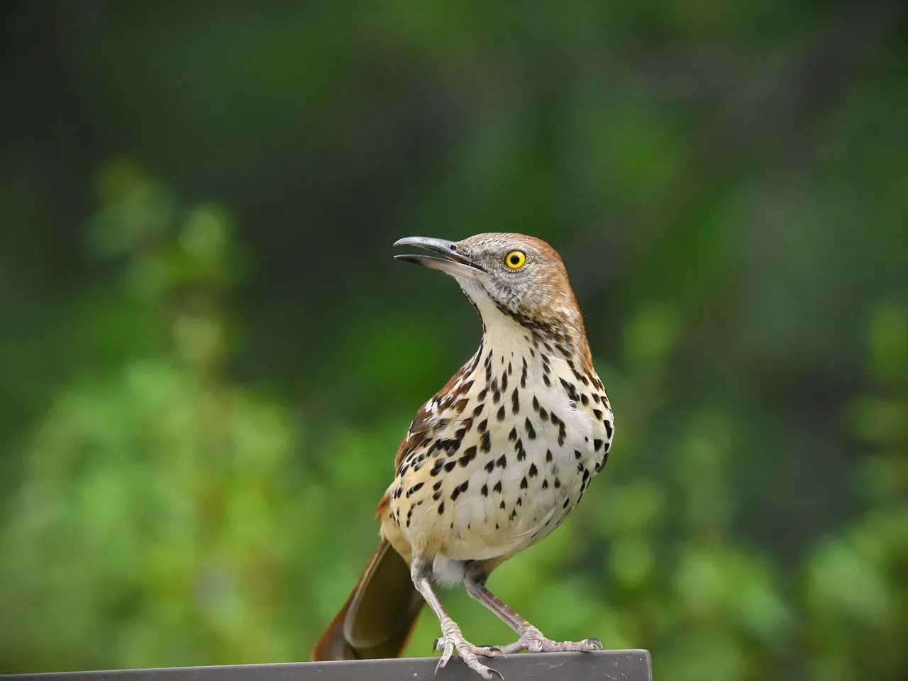 Sage Thrasher (Image Credits: Pixabay)