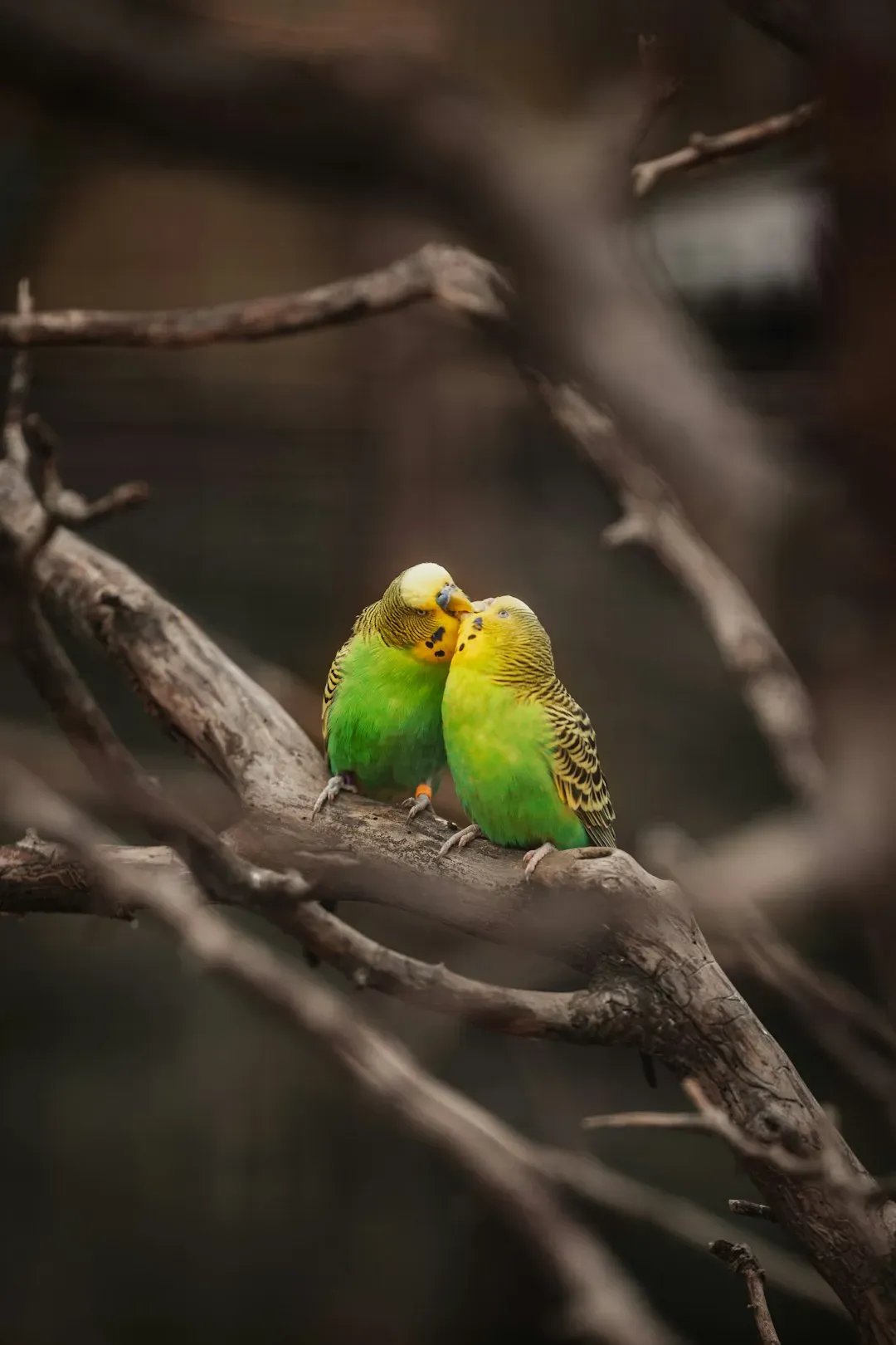Birds Do It Better Than Almost Everyone Else (Image Credits: Unsplash)