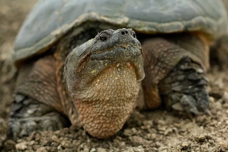 4. The Alligator Snapping Turtle: A Living Prehistoric Monster (Image Credits: Pexels)