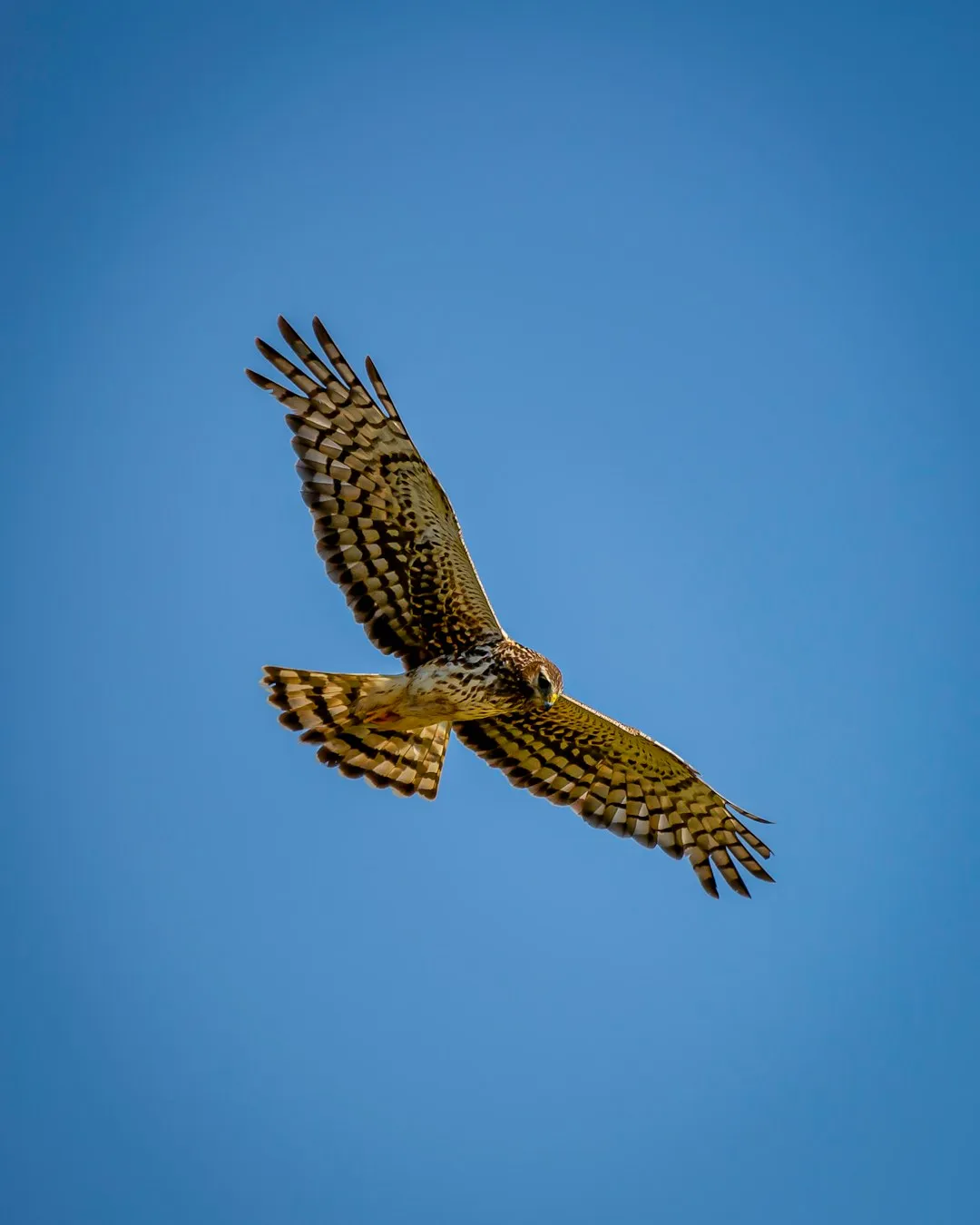 Territorial Behavior (Image Credits: Unsplash)