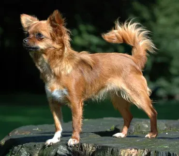 #4 Chihuahua (Originally from nl.wikipedia description page is/was here., CC BY-SA 3.0)