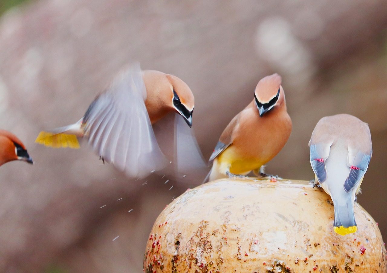 Install Moving Water Features with DIY Bird Baths (Image Credits: Pixabay)