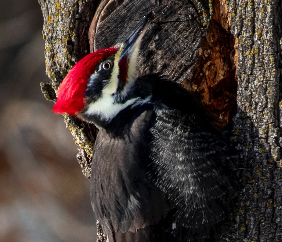 #7 - Woodpeckers: Apartment Builders of the Forest (Image Credits: Unsplash)