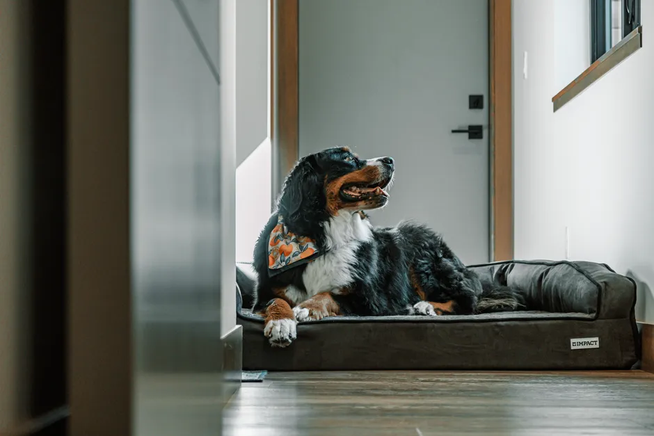 #18 - A Soft, Supportive Bed in the Quietest Corner (Image Credits: Pexels)