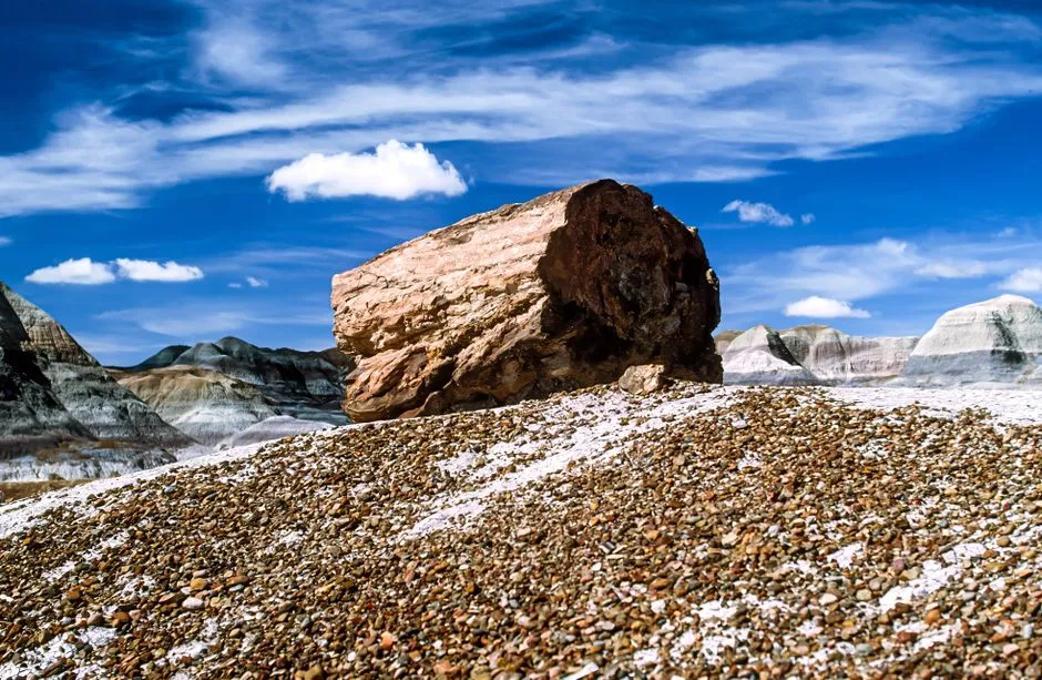 1. These &ldquo;trees&rdquo; are older than the dinosaurs you&rsquo;re picturing (Image Credits: Pexels)