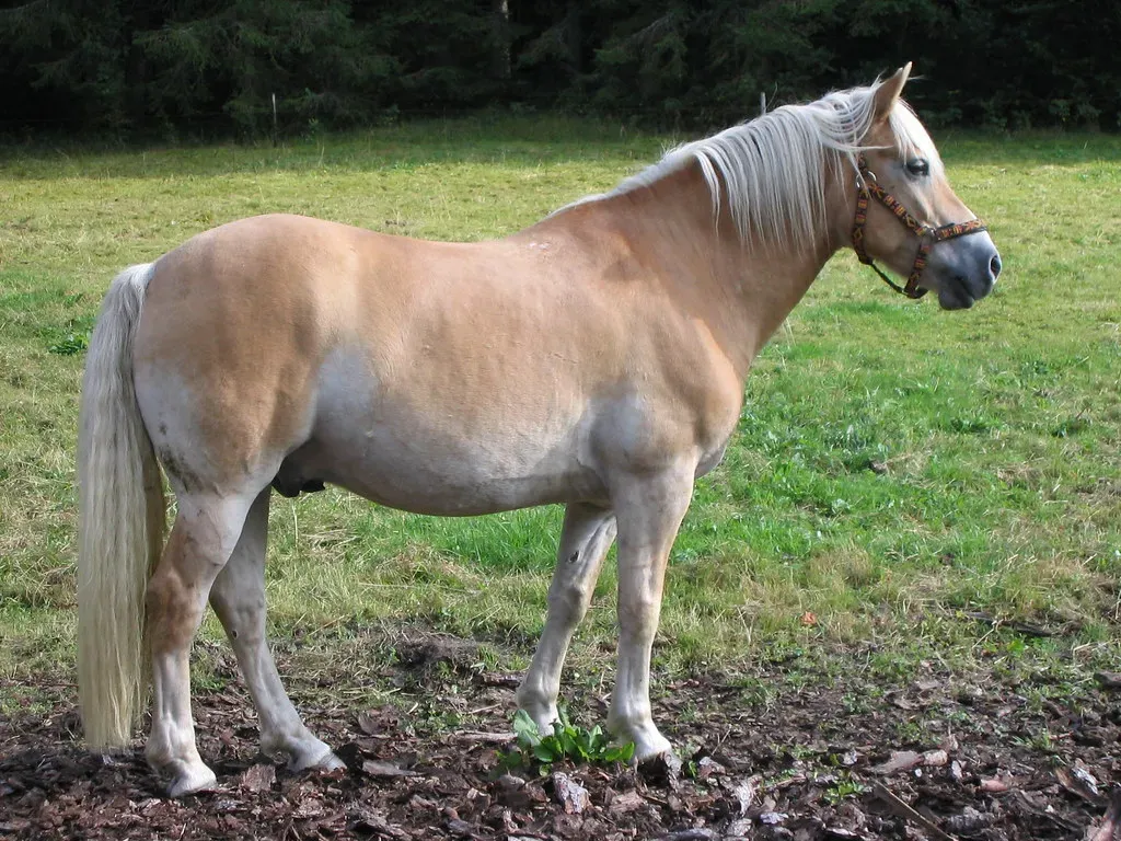 #13 – Haflinger: The Alpine Specialist Who Picks Favorites (Flominator, Flickr, CC BY-SA 2.0)