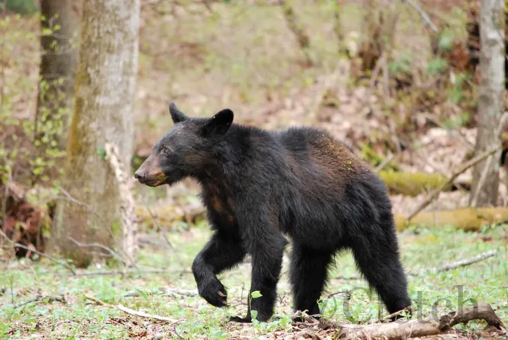 6. Tennessee and North Carolina: Smoky Mountains Magic (cletch, Flickr, CC BY 2.0)