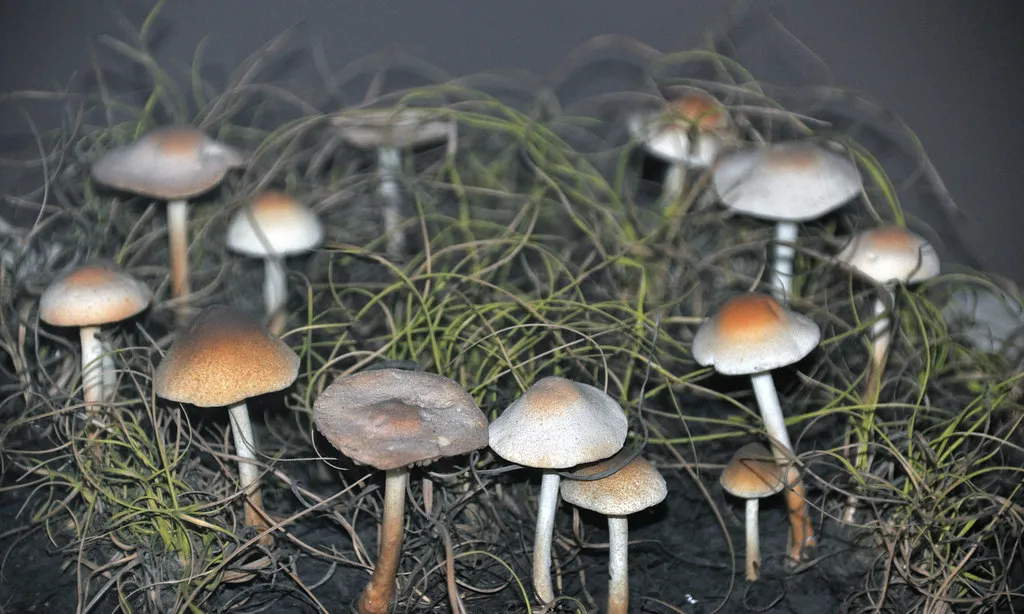 Edibility and Safety Considerations (James St. John, Flickr, CC BY 2.0)