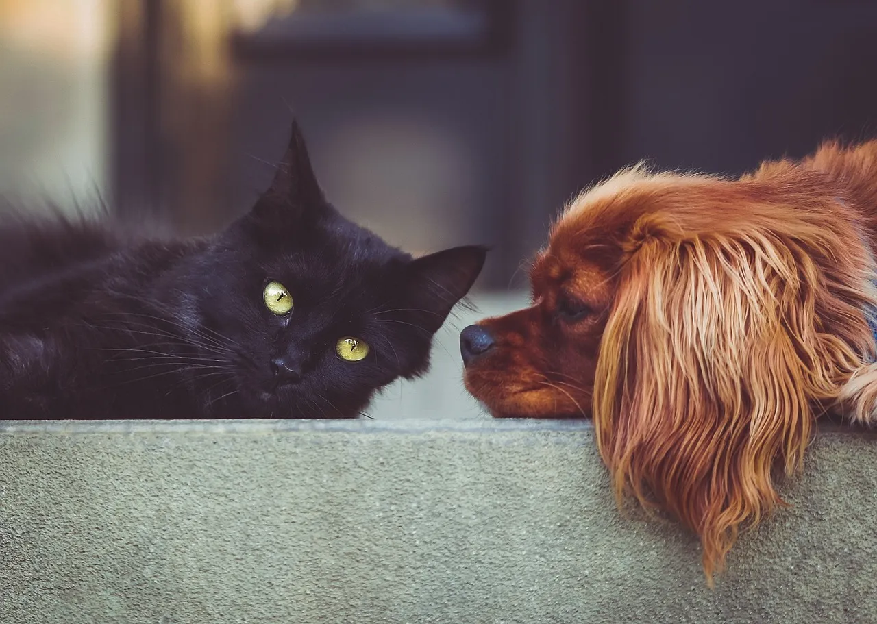 Conclusion: Breed Helps, But Your Choices Matter More Than You Think (Image Credits: Pixabay)