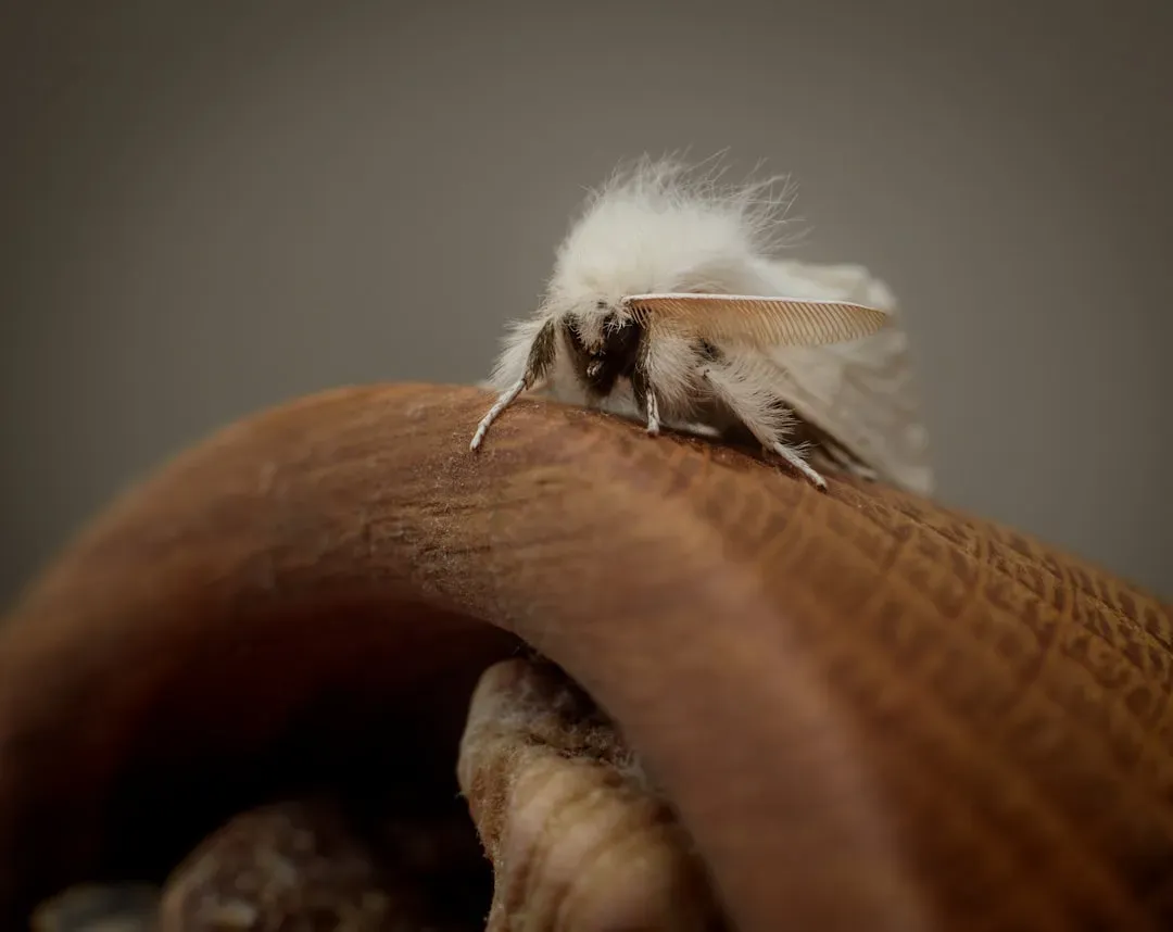 The Venezuelan Poodle Moth: A Fluffy Enigma (Image Credits: Unsplash)