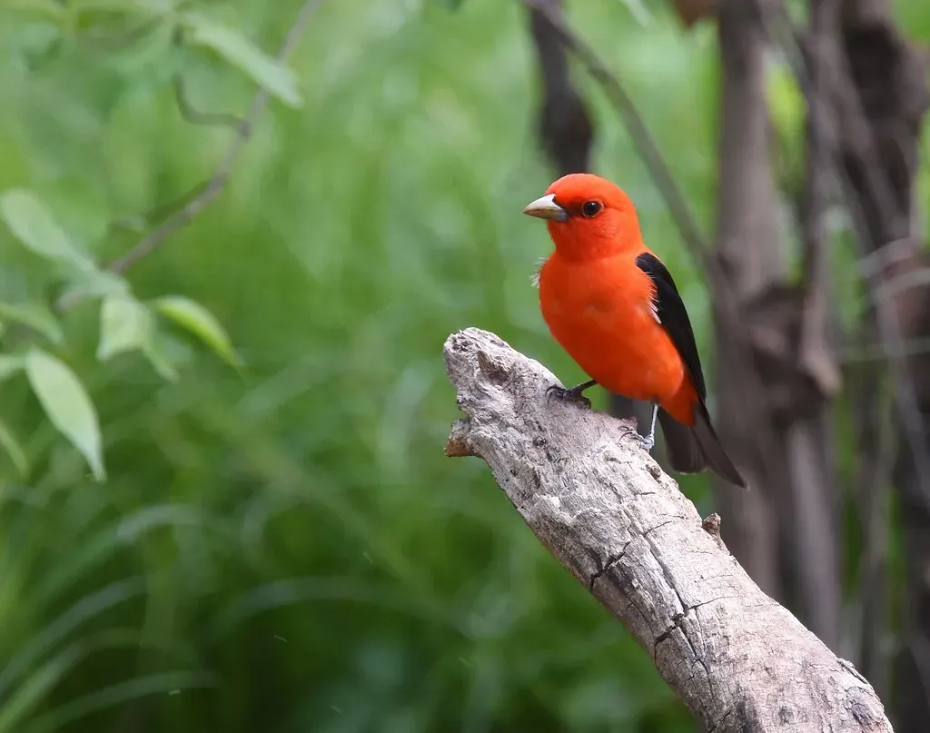 7. The Scarlet Tanager: The Red Flash of the Treetops (Wildreturn, Flickr, CC BY 2.0)