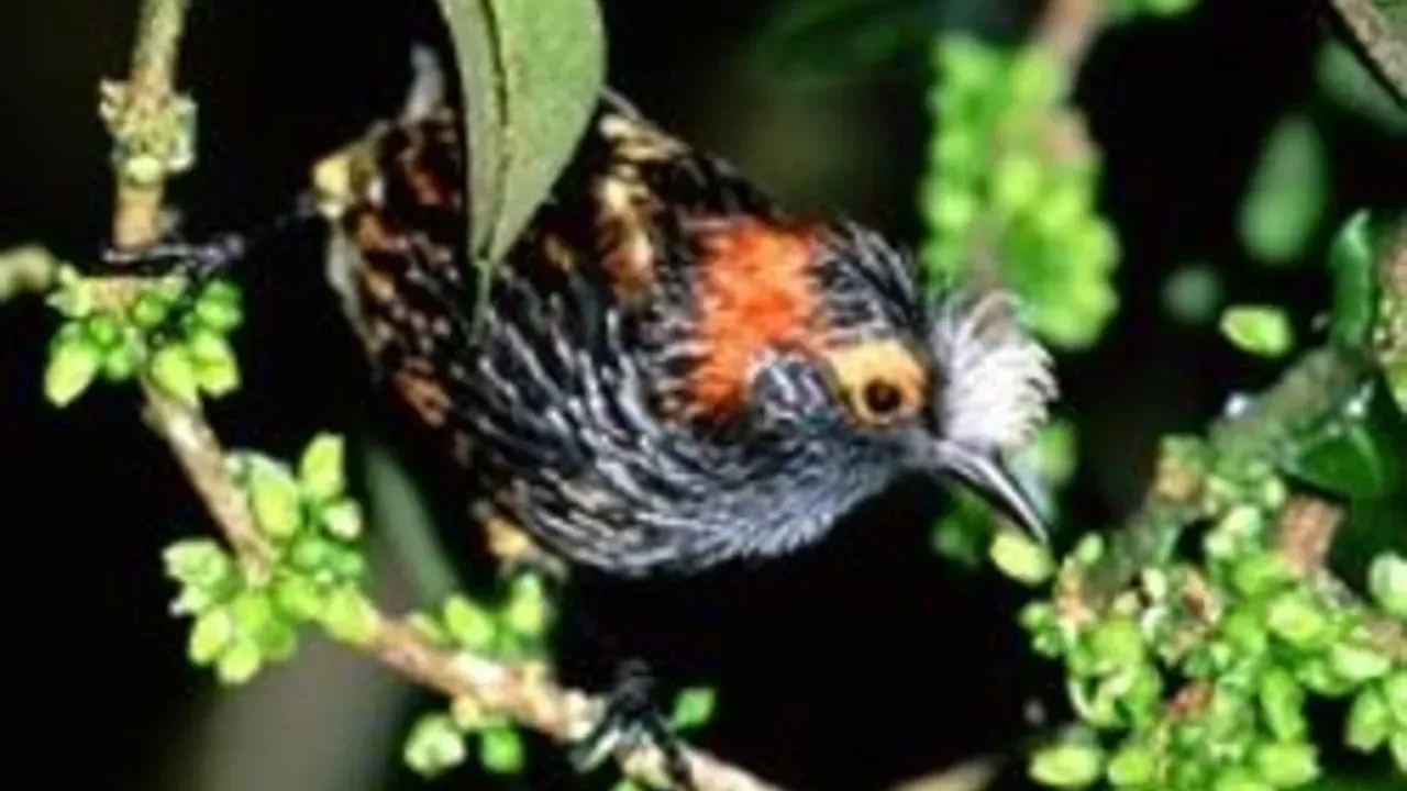 4. 'Ākohekohe - The Crested Honeycreeper (Image Credits: Ākohekohe via Wikimedia Commons, Public domain)