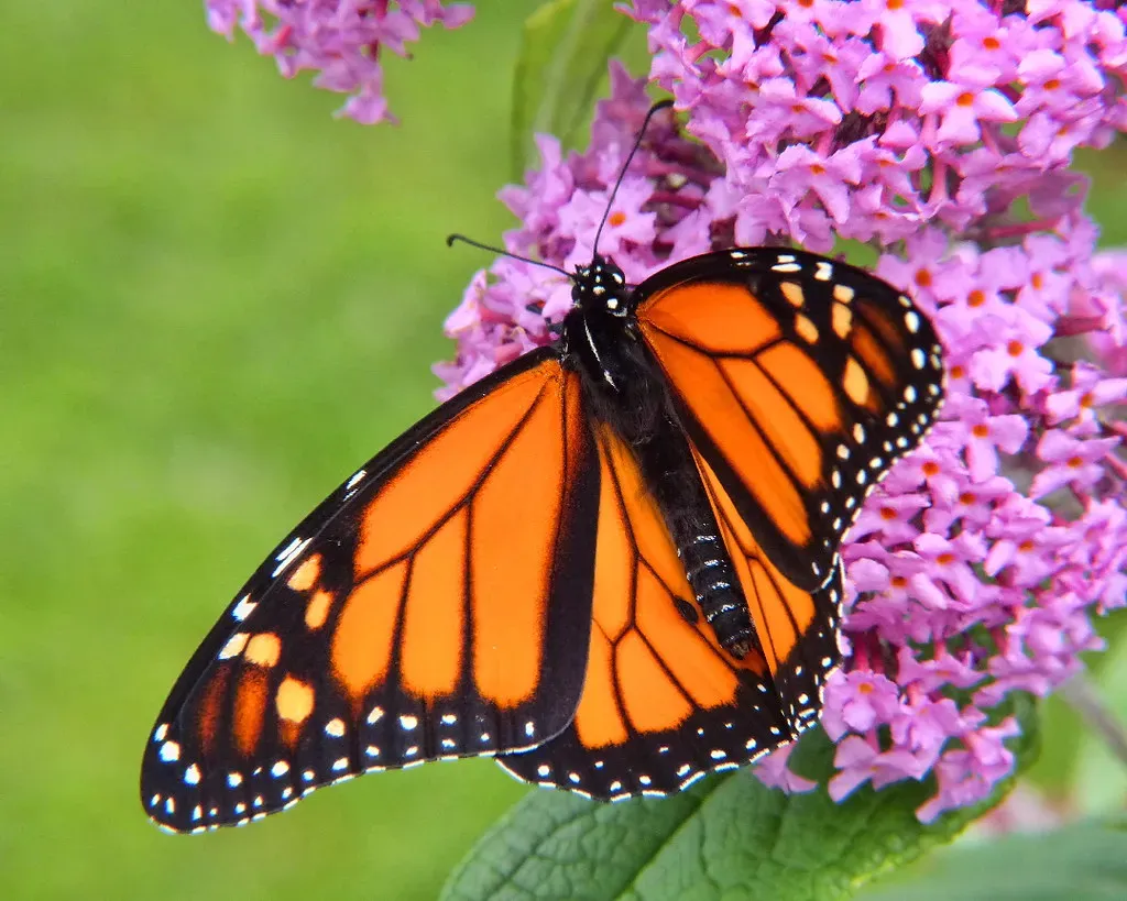 Butterflies' Pheromone Clouds (SidPix, Flickr, CC BY 2.0)