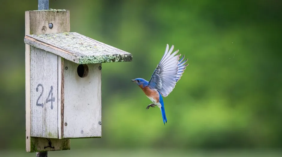Minimal Predator Threats (Image Credits: Pexels)