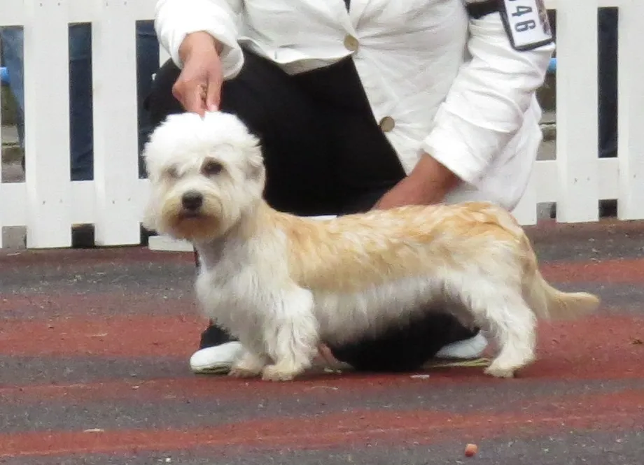 #5 Dandie Dinmont Terrier: Named After a Novel, Forgotten By Everyone Else (By Томасина, CC BY-SA 3.0)