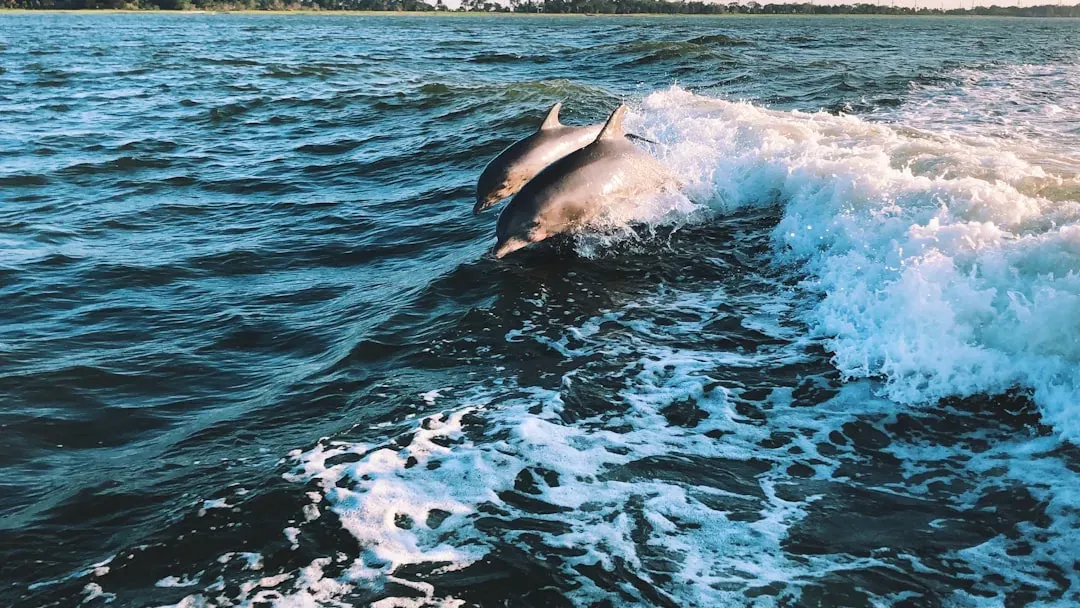 8. Dolphins Are Disturbed by Human Noise - and Scientists Can Prove It (Image Credits: Unsplash)