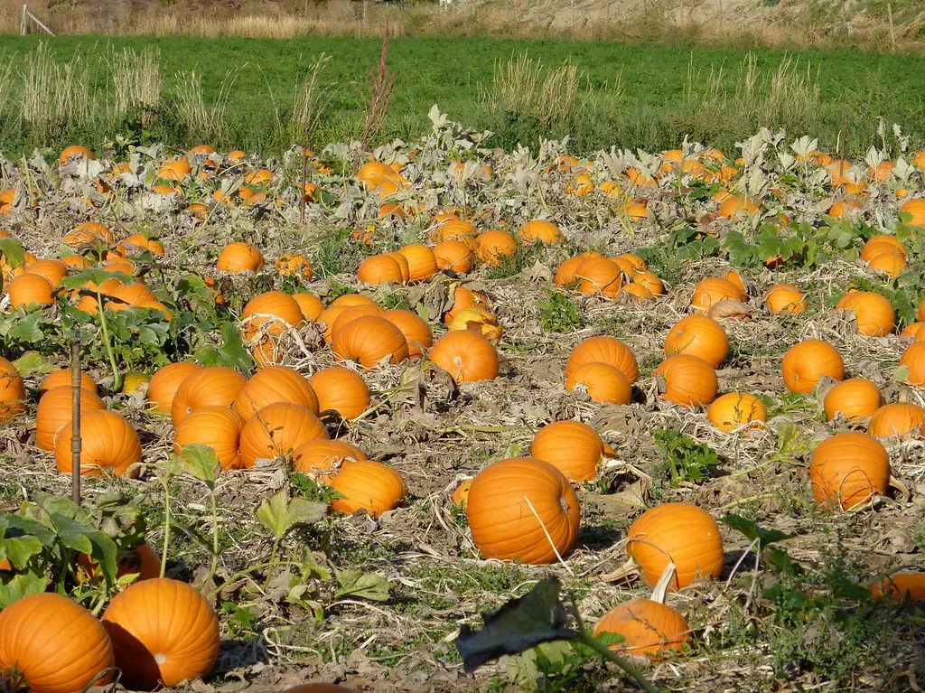 Pumpkin for Better Digestion (Kelowna09, Flickr, CC BY 2.0)