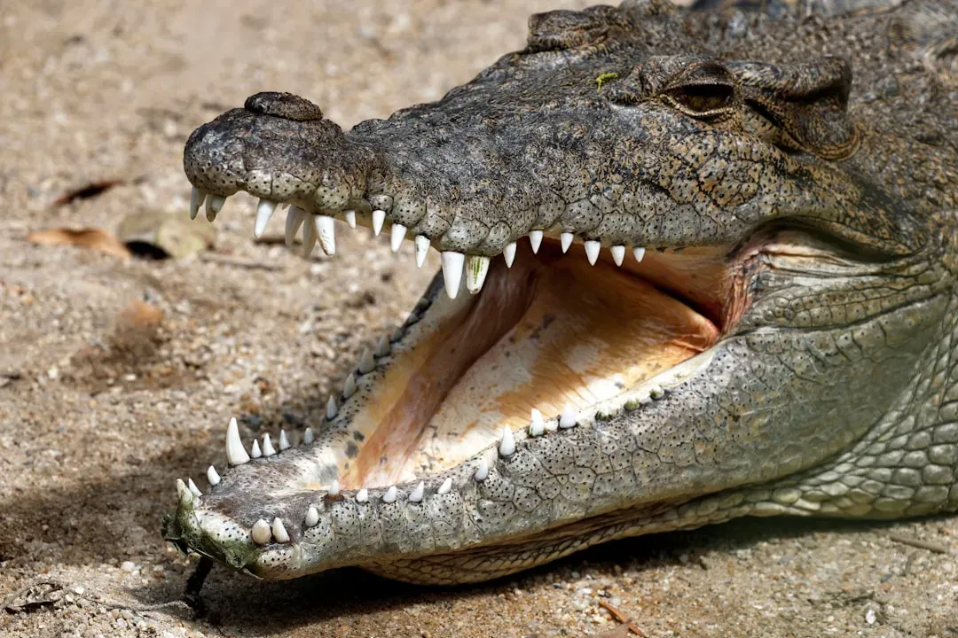 Saltwater Crocodiles Have a Death Roll You Can't Escape (Image Credits: Unsplash)