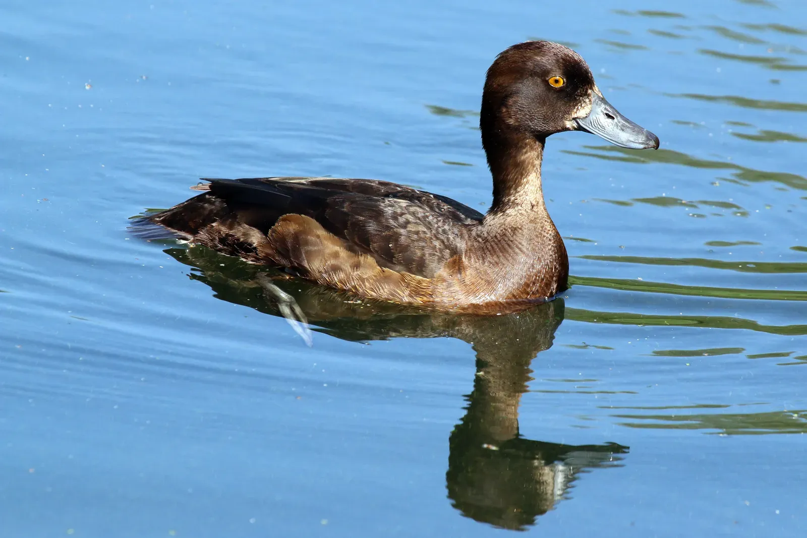Birds Navigate Using Earth's Magnetic Field Like a Built-In GPS (Image Credits: Wikimedia)