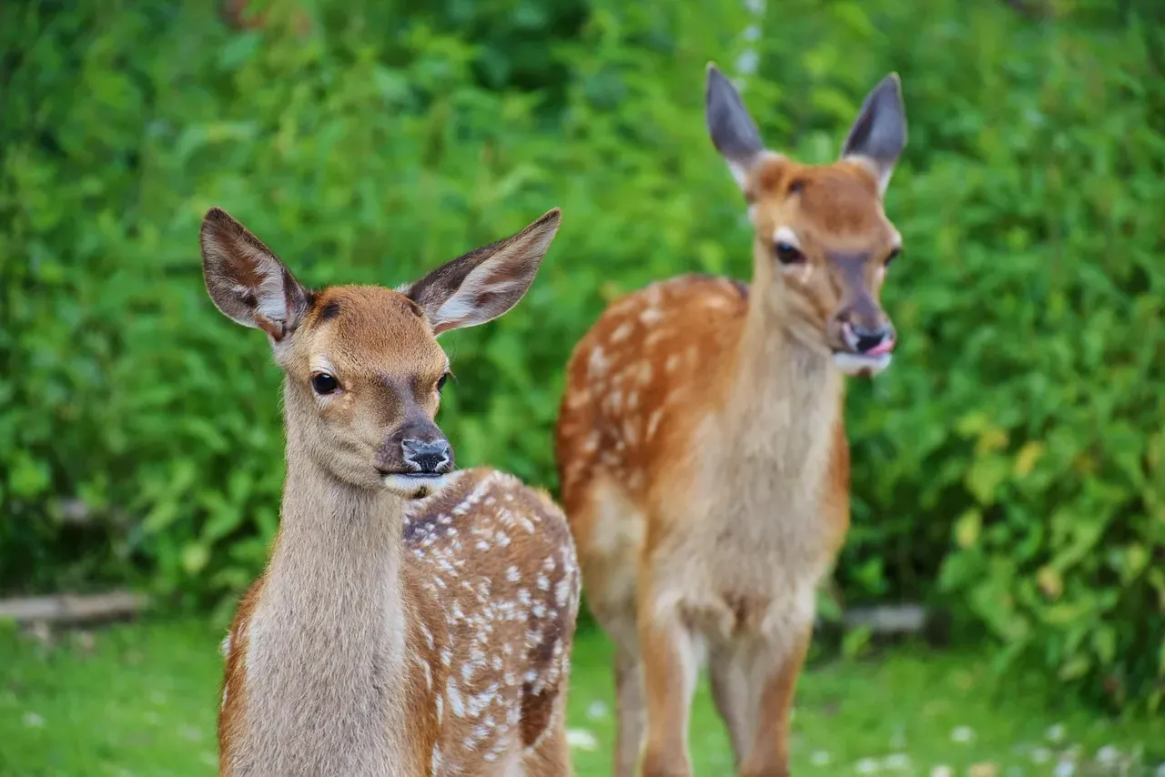 An Unlikely Ally Creates Perfect Habitat (Image Credits: Pixabay)