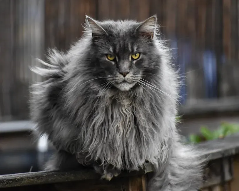 7. Maine Coon (Image Credits: Pexels)