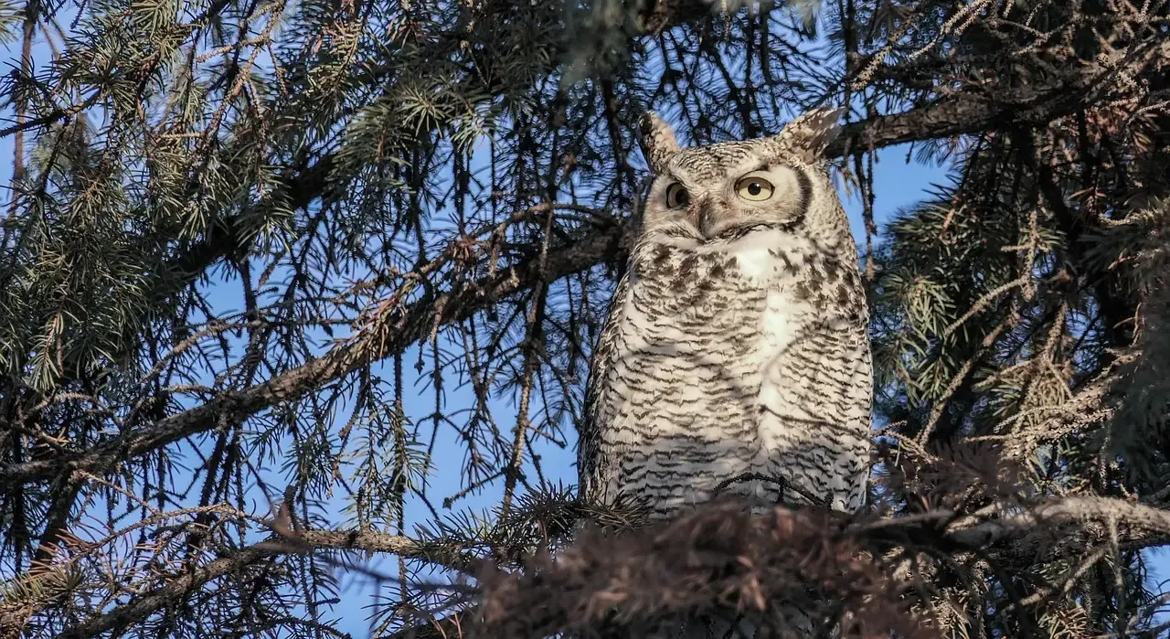 Great Horned Owl: The Silent Night Stalker (Image Credits: Pixabay)