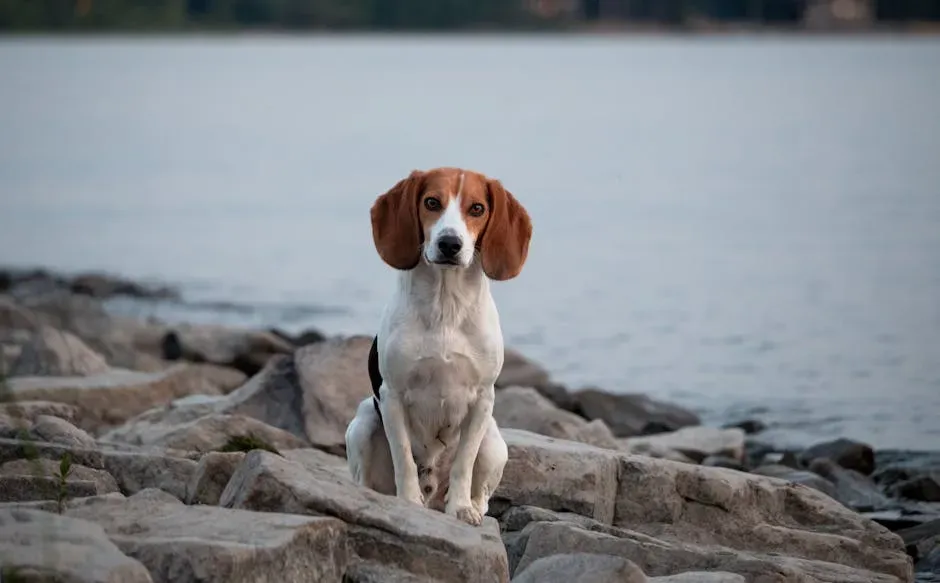 5. Beagle (Image Credits: Pexels)