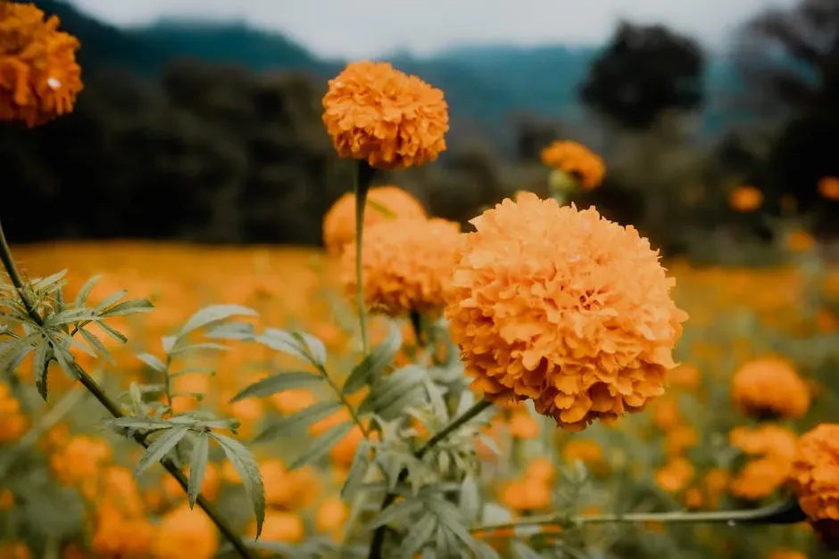 #2 Marigold (Tagetes spp.) (Image Credits: Pexels)