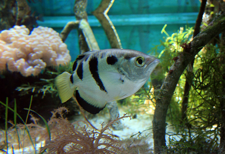 Even Fish Learn Complex Skills Through Pure Observation (Image Credits: Flickr)