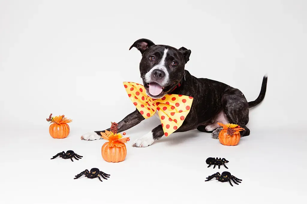 The Ghosts of Dogfighting Past (Found Animals, Flickr, CC BY-SA 2.0)