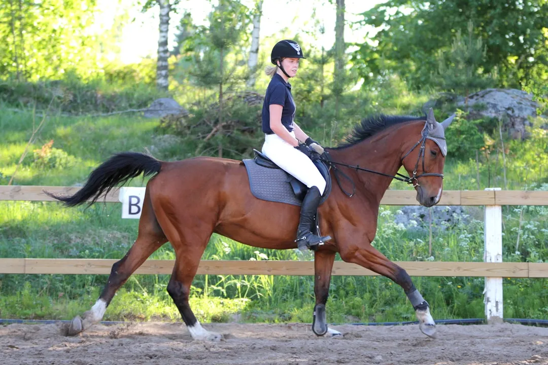 #8 - Warmbloods Bred for High-Level Sport (Image Credits: Unsplash)